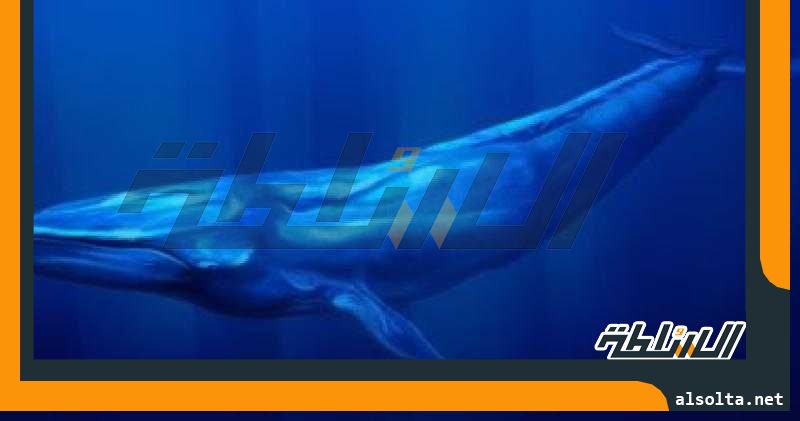 الحوت الأزرق وسمك المنشار من الكائنات البحرية المعرضة للانقراض.. التفاصيل
